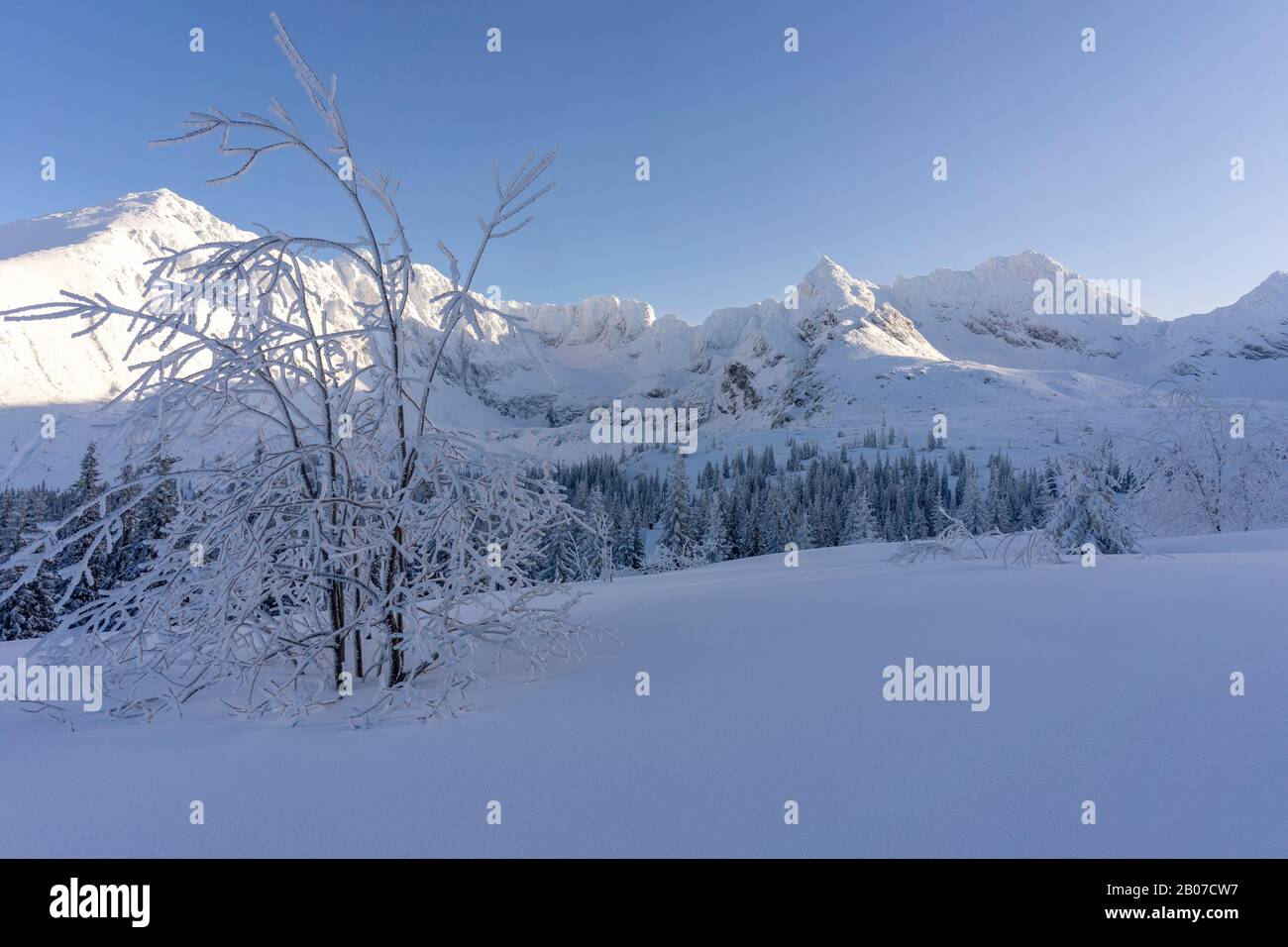 Arbres congelés dans la neige profonde. Montagnes Tatra. Banque D'Images