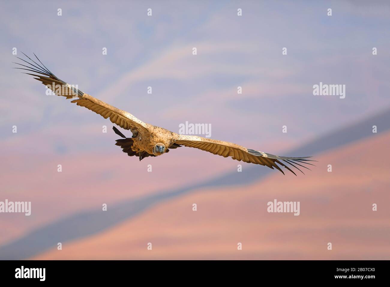 Cape vautour (Gyps coprotheres), en vol, Afrique du Sud, réserve de jeux du château de Giants Banque D'Images