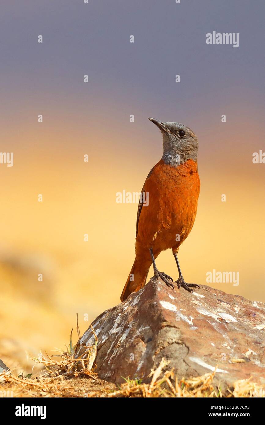 Cape rock thrush (Monticola rupestris), homme sur une pierre, Afrique du Sud, Giants Castle Game Reserve Banque D'Images