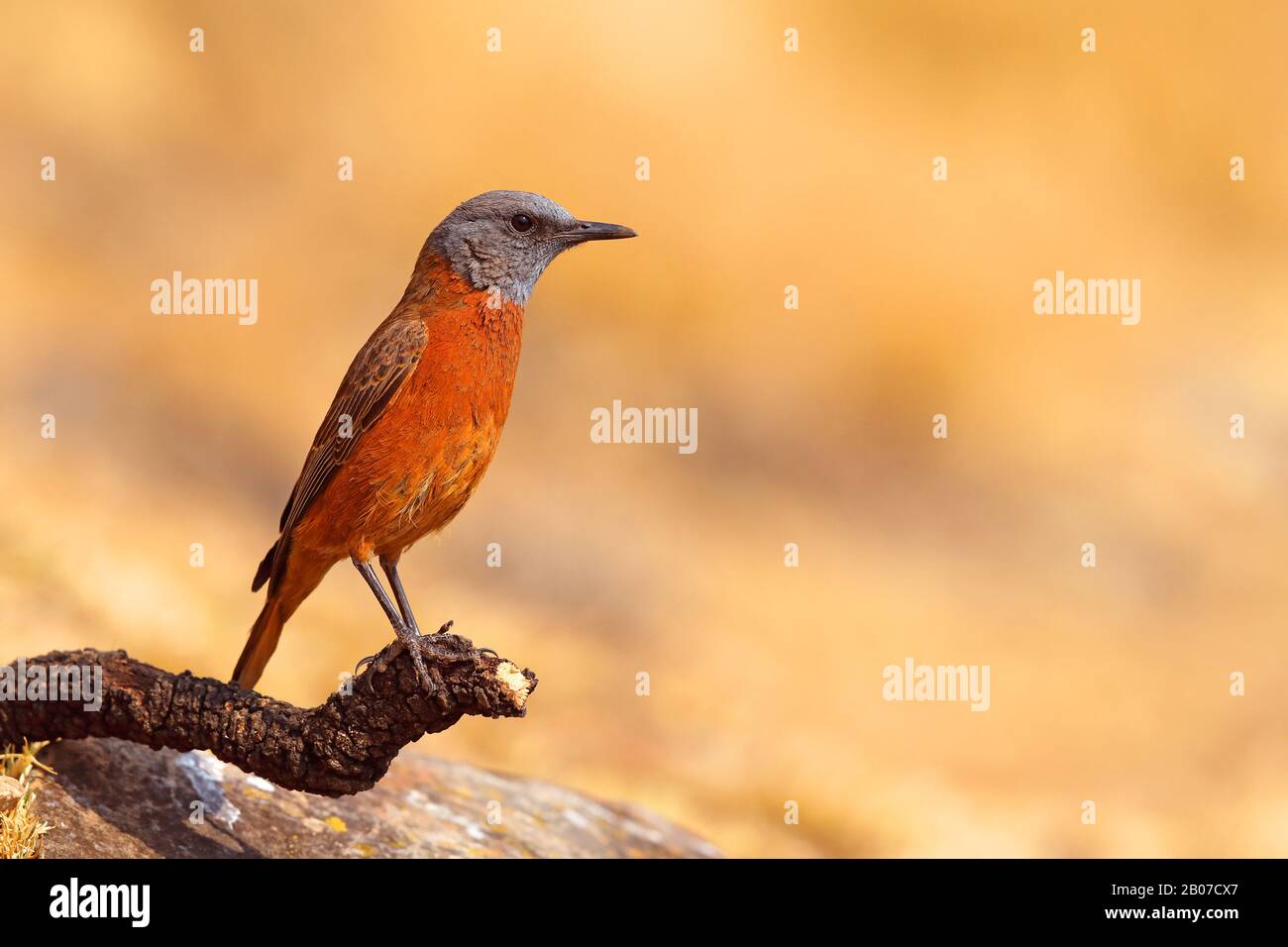 Cape rock thrush (Monticola rupestris), homme sur une branche, Afrique du Sud, Giants Castle Game Reserve Banque D'Images