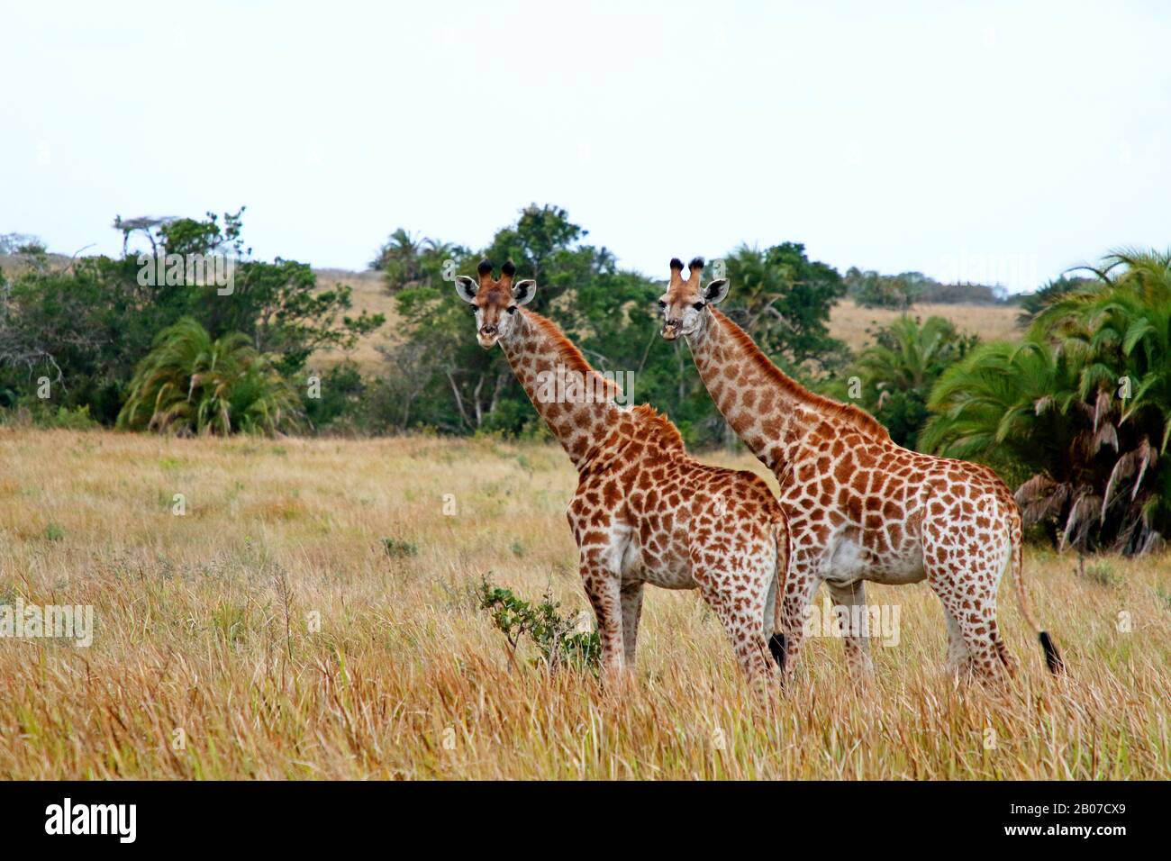 Giraffe (Giraffa camelopardalis), deux jeunes animaux se tenant ensemble dans la savane, vue latérale, Afrique du Sud, KwaZulu-Natal, Parc National iSimangaliso Banque D'Images