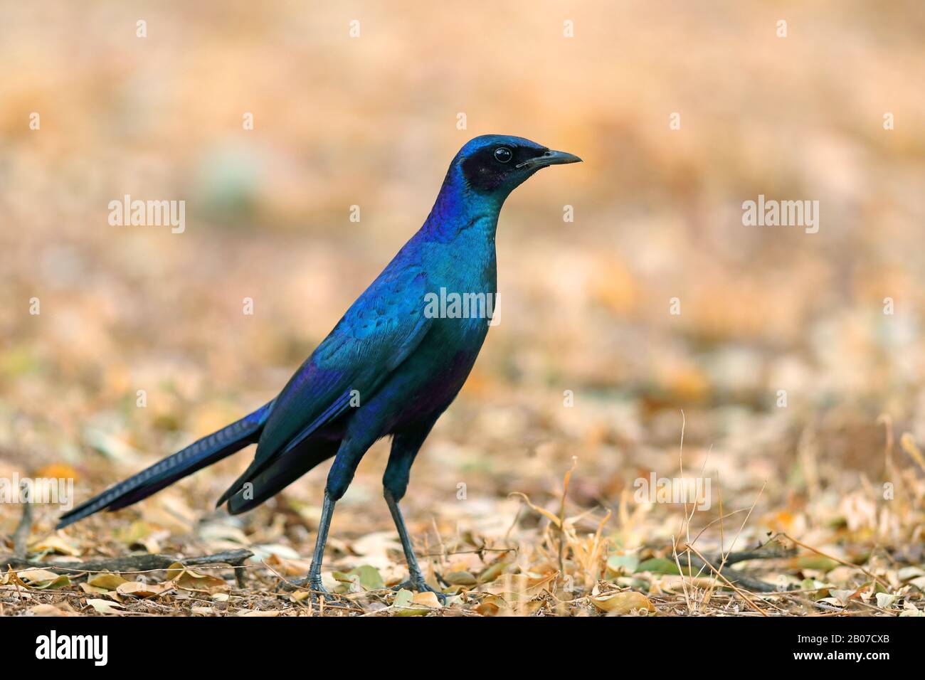 Vive's Starling (Lamprotornis mevesii), debout sur le terrain, Afrique du Sud, Parc national Krueger Banque D'Images