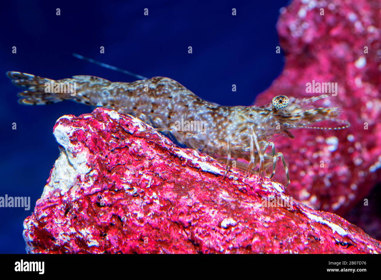 Crevettes Longarm (Heteropenaeus longimanus), sur un rocher, vue latérale Banque D'Images