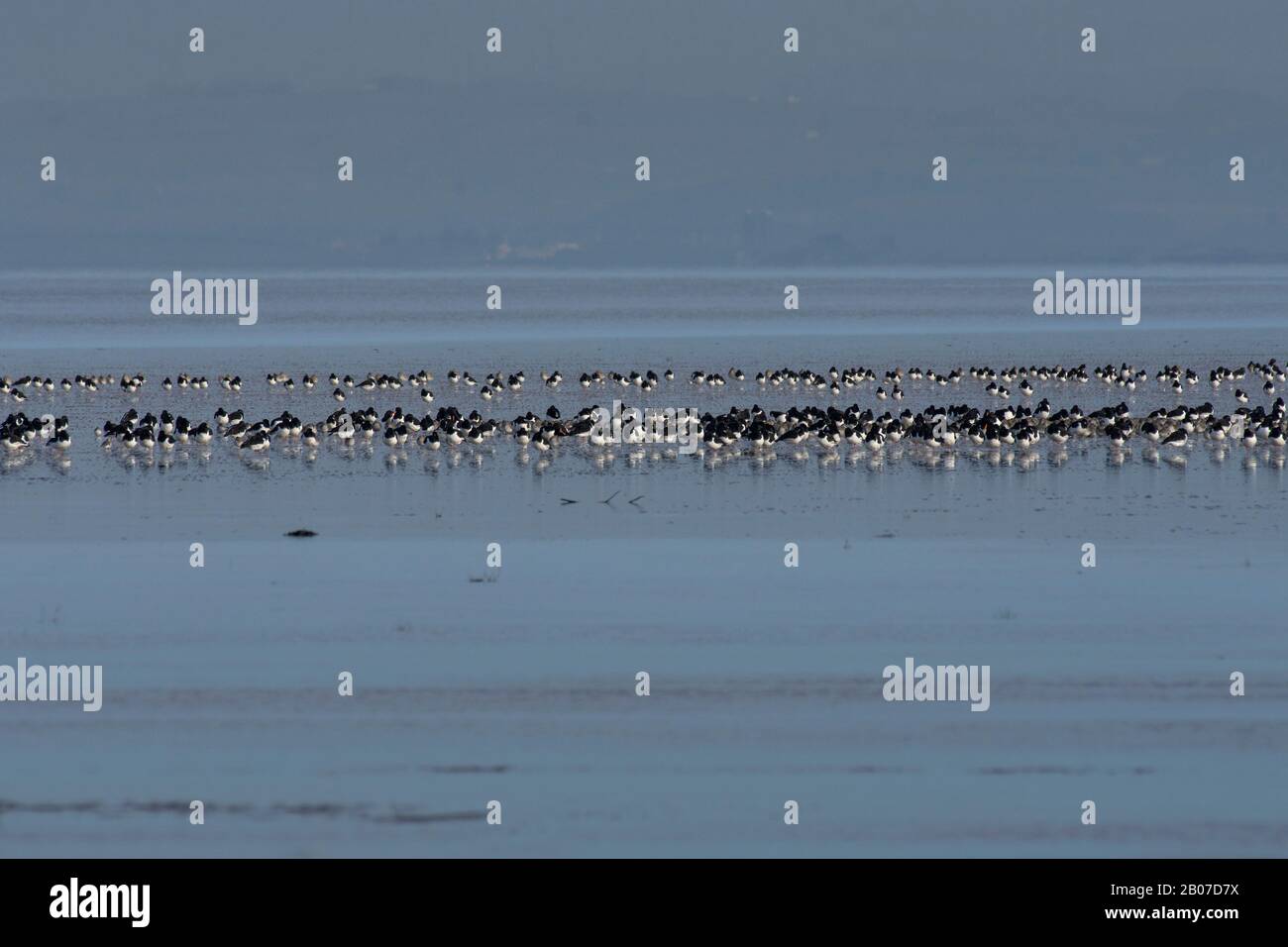 Oystercatcher, Haematopus ostralegus, roosting dans la baie de Morecambe, Lancashire, Royaume-Uni Banque D'Images