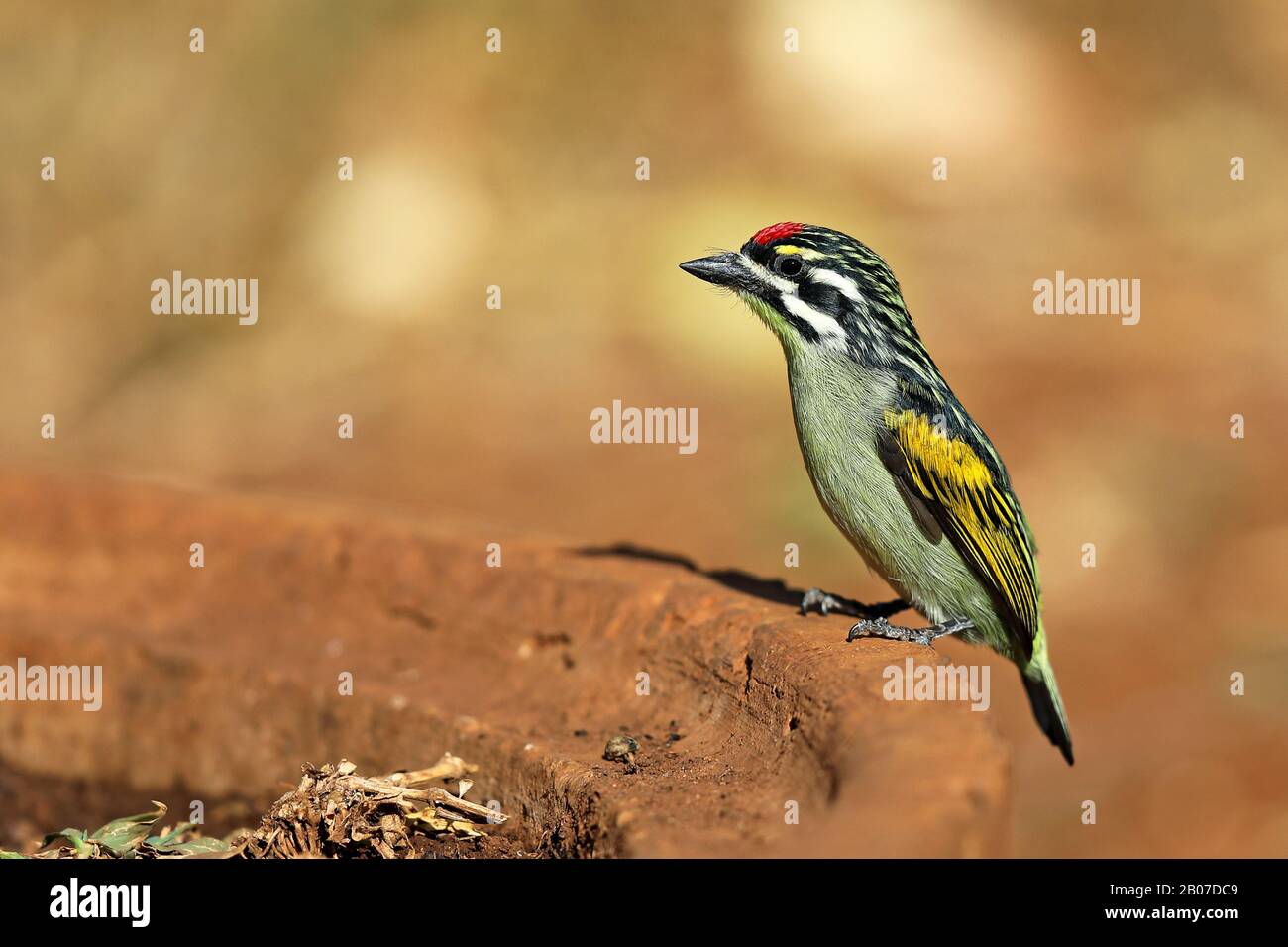 Oiseau tincuré à la façade rouge (Pogoniulus pusillus), assis sur un lieu d'alimentation, Afrique du Sud, Kwazulu-Natal, Réserve de jeux de Mkhuze Banque D'Images