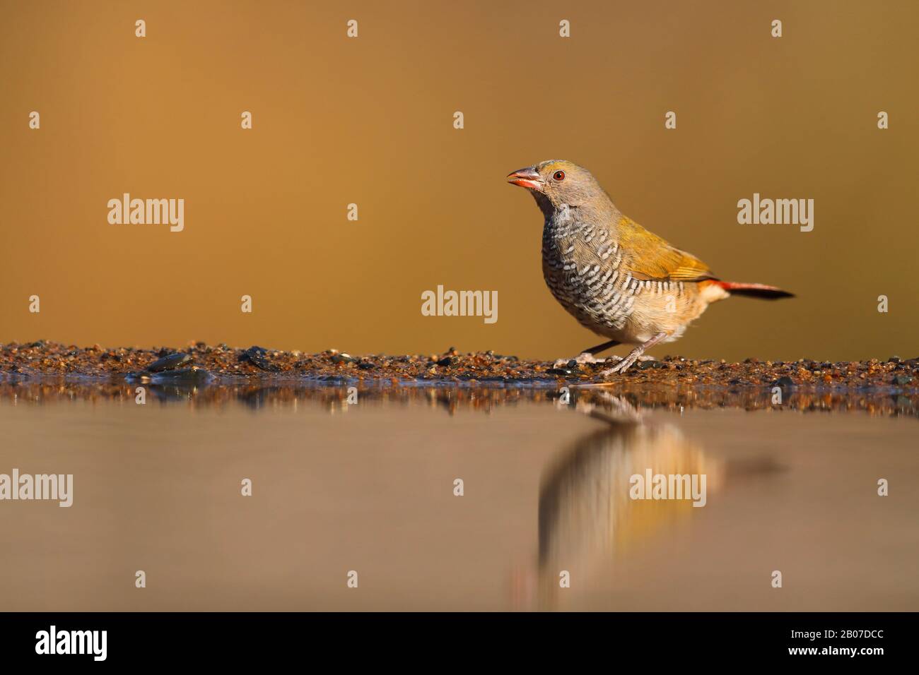 Pytilia à ailes vertes (Pytilia melba), femelle au trou d'eau, Afrique du Sud, Kwazulu-Natal, Réserve de jeux de Zimanga Banque D'Images