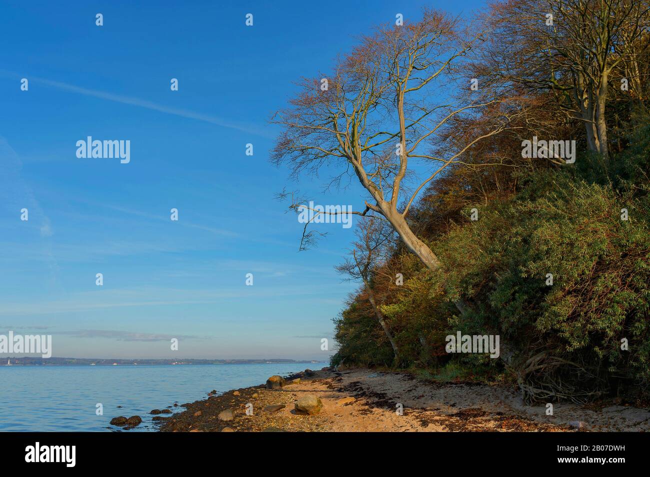 Plage de galets et rive boisée du Firth de Flensburg, Allemagne, Schleswig-Holstein Banque D'Images