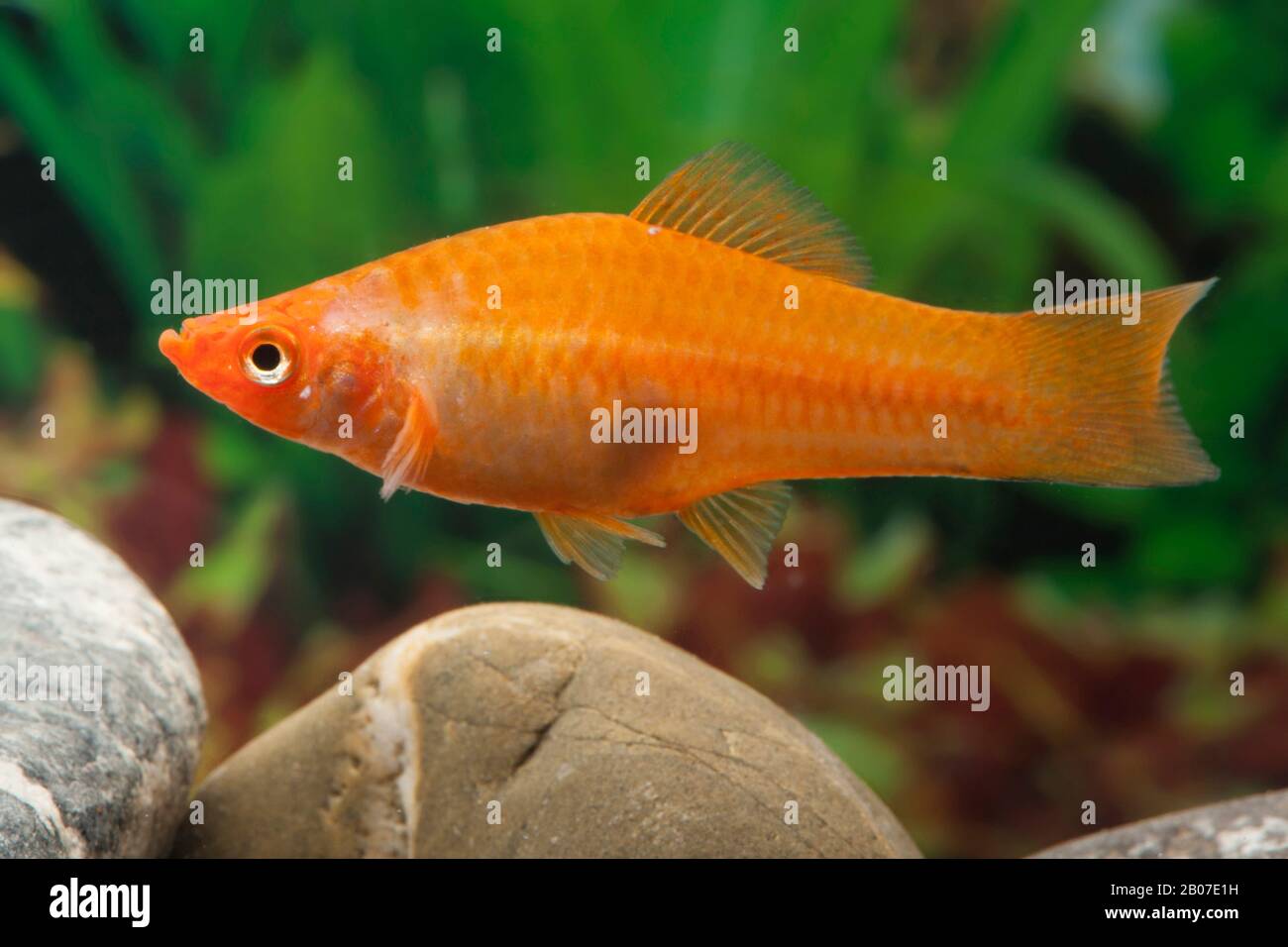 Queue de mot verte (Xiphophophorus helleri), forme de reproduction Jumbo Banque D'Images