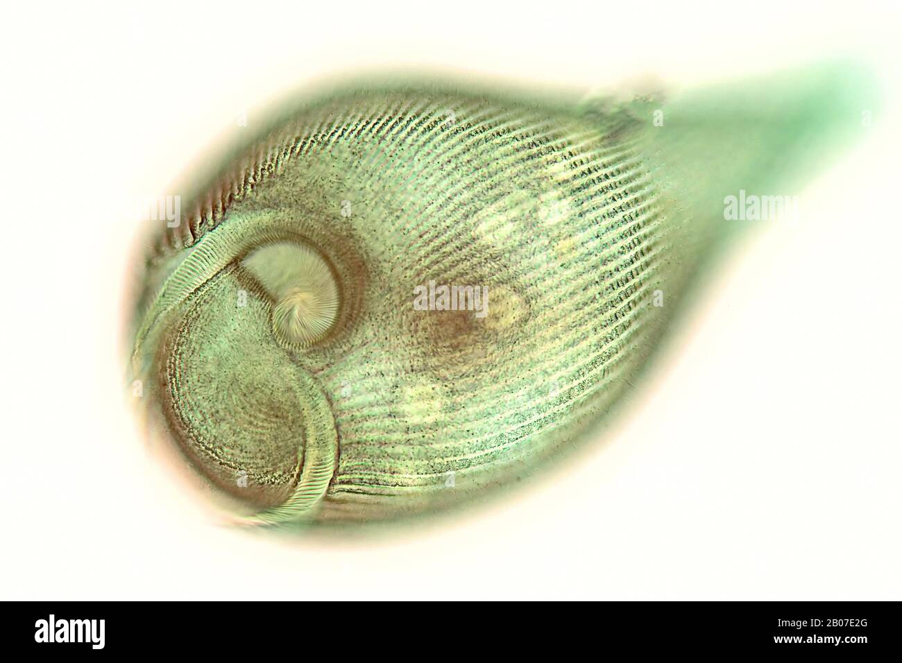 Trompette animalcule (Stentor spec.), Ciliata, photo au microscope léger, Allemagne Banque D'Images