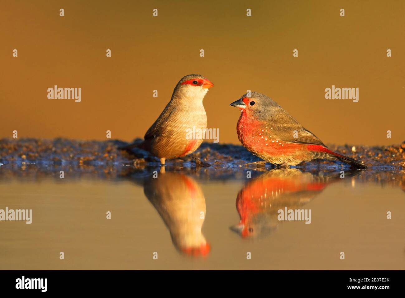 afro Fire finch (Lagonosticta rubricata), homme avec waxbill commun au trou d'eau, Afrique du Sud, Kwazulu-Natal, Zimanga Game Reserve Banque D'Images