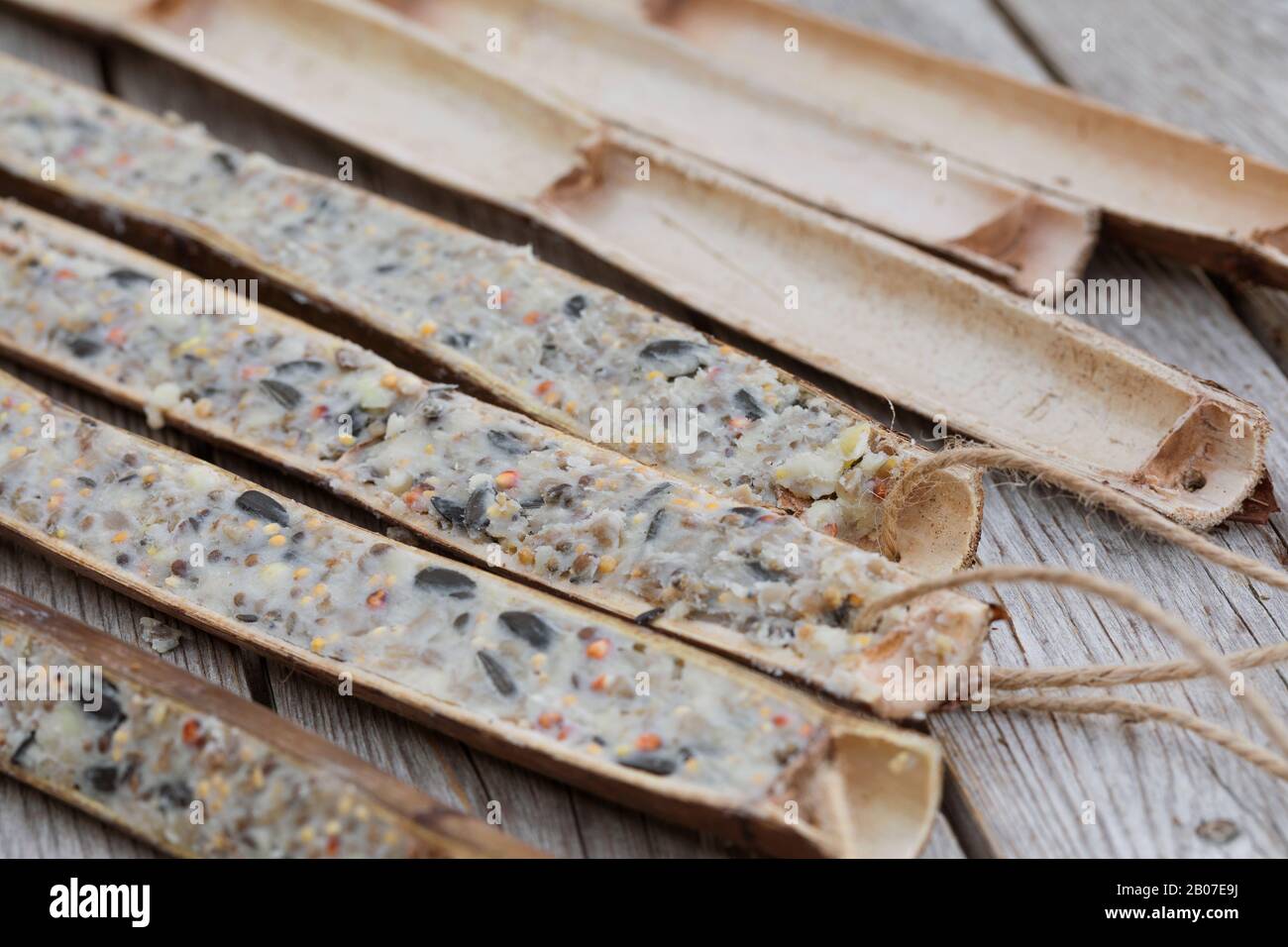 Les tiges de plantes creuses sont coupées en deux pour se remplir de nourriture d'oiseaux faite soi, en Allemagne Banque D'Images