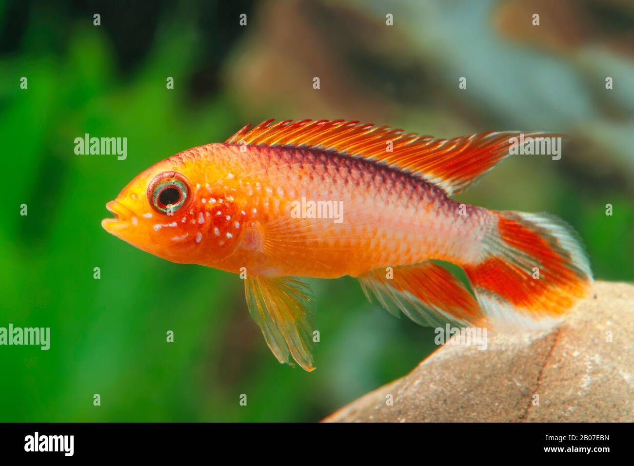 Cockatoo naine Cichlid (Apogramma cacacatuoides Dreifach rot), Superred Banque D'Images