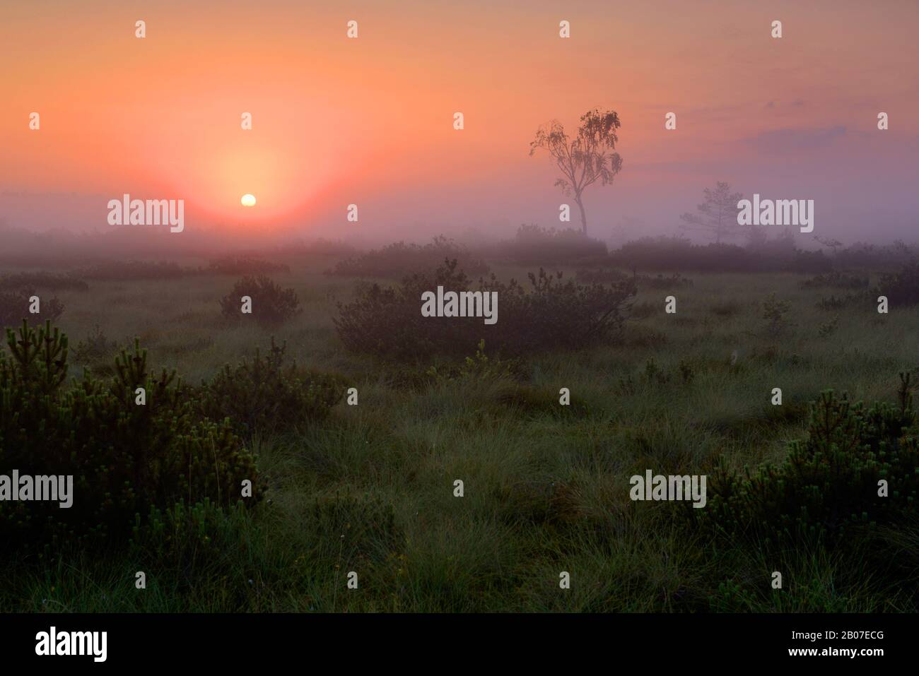 Réserve naturelle Kendlmuehlfilzn au lever du soleil dans la brume matinale, Allemagne, Bavière, Grassau Banque D'Images