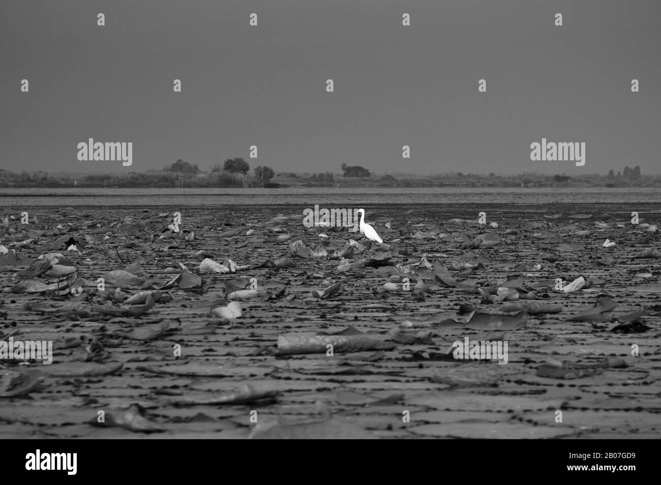 La chasse aux oiseaux aigrette blanche par du poisson sur l'eau debout à Bush l'usine lotus lake Nong Harn à Udonthani - Thaïlande Banque D'Images