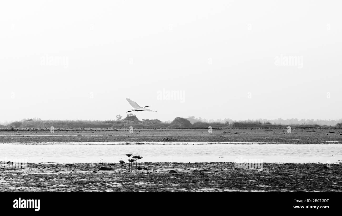 Oiseau d'Egret blanc volant de chasse au poisson au-dessus du lac lotus Nong Harn à Udonthani - Thaïlande Banque D'Images