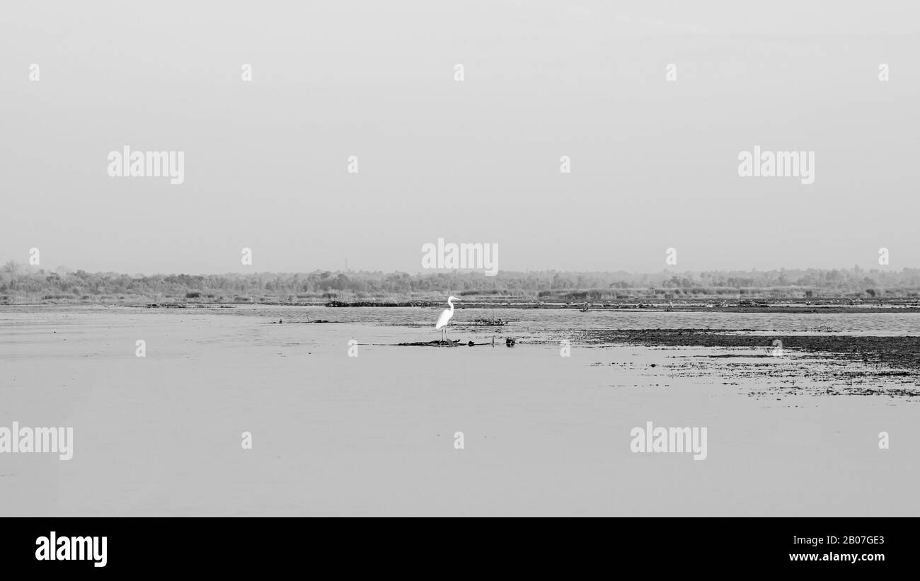 La chasse aux oiseaux aigrette blanche par du poisson sur l'eau debout à Bush l'usine lotus lake Nong Harn à Udonthani - Thaïlande Banque D'Images