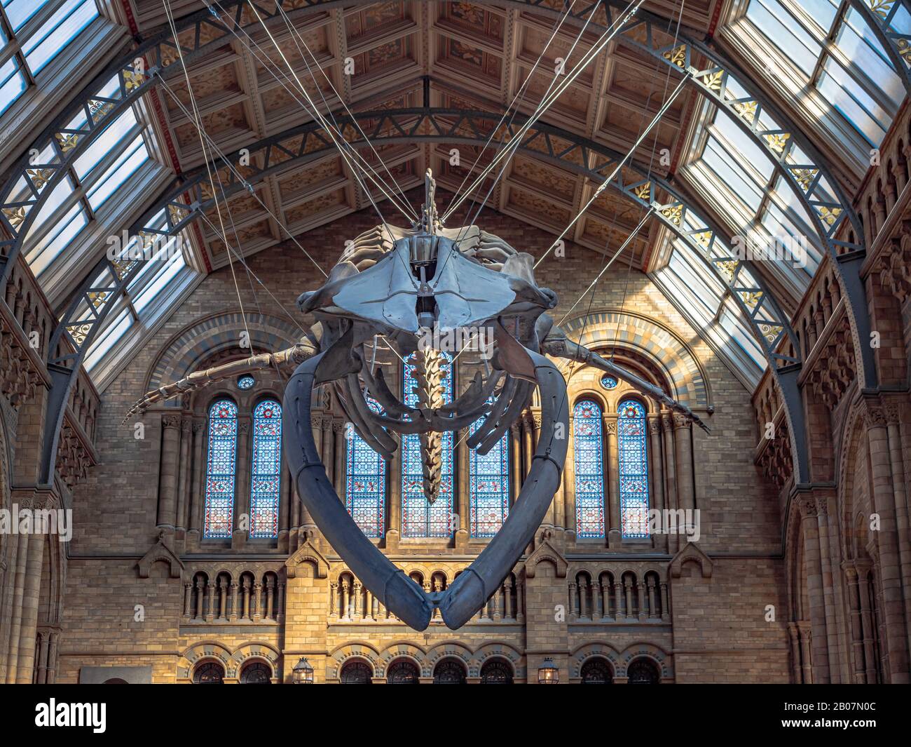 Londres, Royaume-Uni. Vers Décembre 2019. Squelette de baleine bleue dans la salle principale du Musée d'Histoire naturelle de Londres. Banque D'Images
