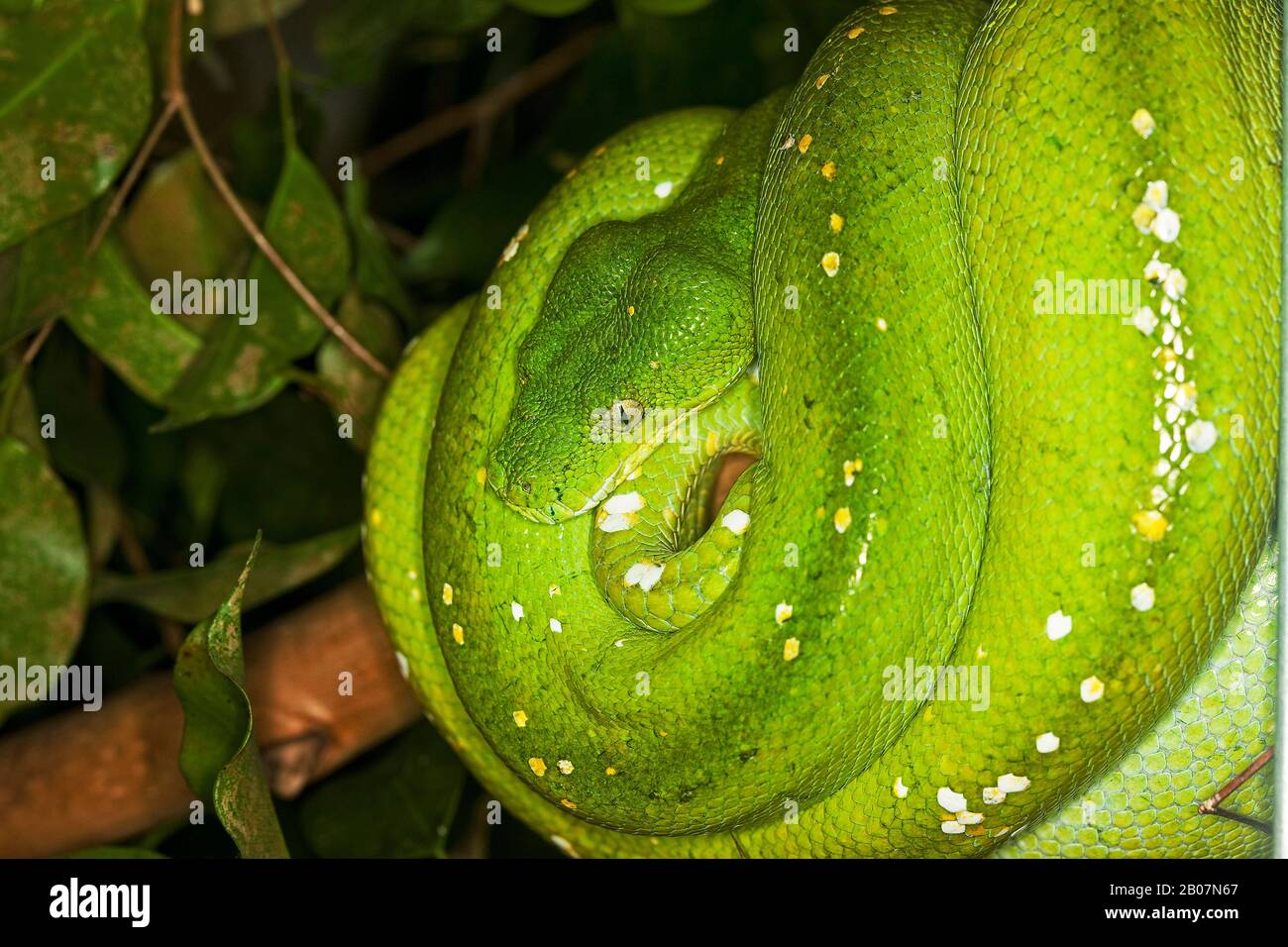 Green Tree Python, morelia viridis, Adulte spiralé sur la branche Banque D'Images