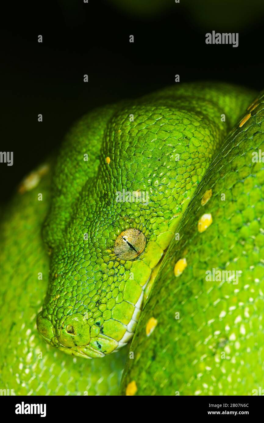 Green Tree Python, morelia viridis, gros plan de Head Banque D'Images