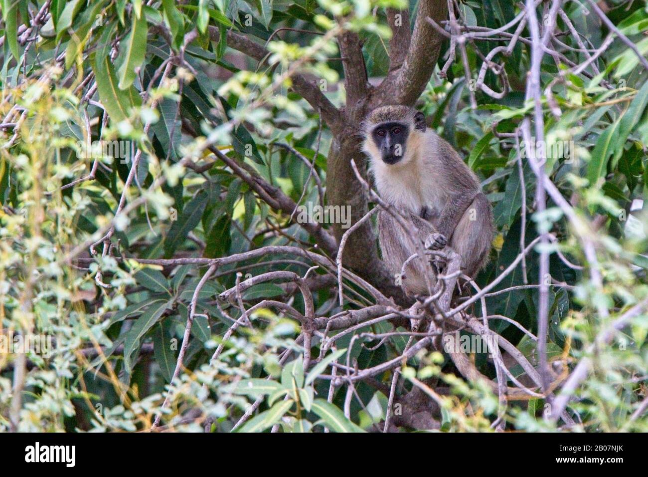 Singe vert (Chlorocebus sabaeus) adulte dans un arbre, Gambie. Banque D'Images