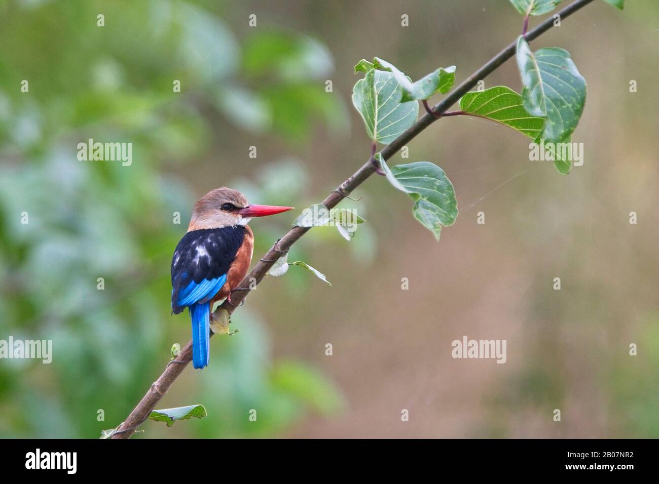 Kingfisher à tête grise, (Halcyon leucocephala), perché sur une branche, Gambie. Banque D'Images