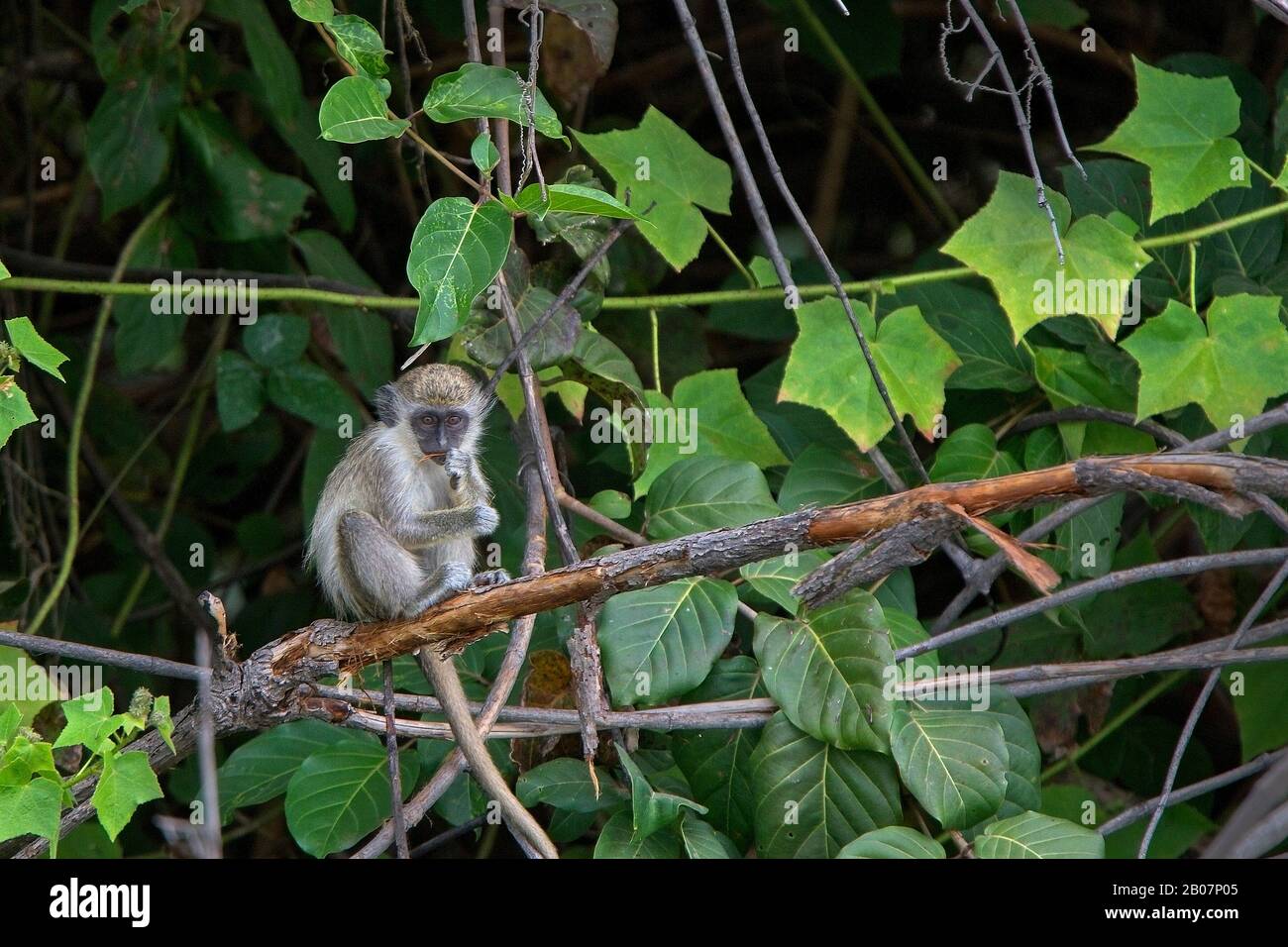 Le singe vert (Chlorocebus sabaeus) s'assit dans un arbre, Gambie. Banque D'Images