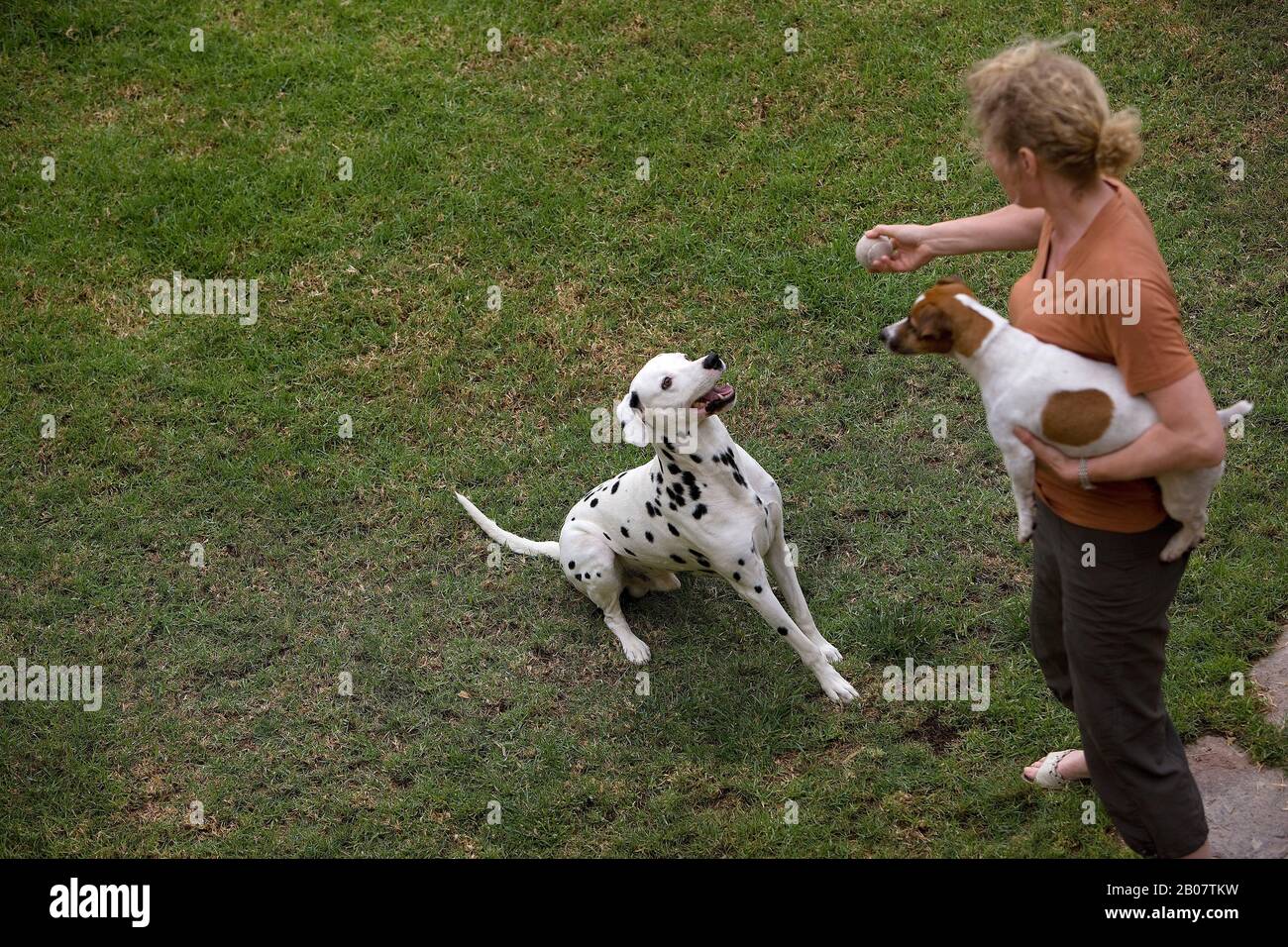 Femme jouant avec Jack Russell Terrier et Dalmatian chien Banque D'Images