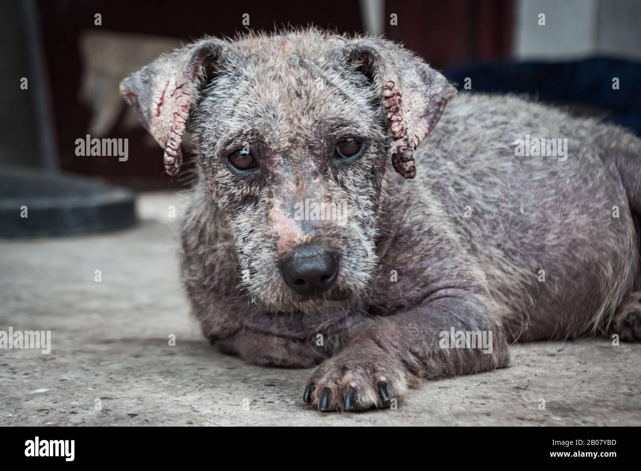 Chien Moche Banque D Image Et Photos Alamy