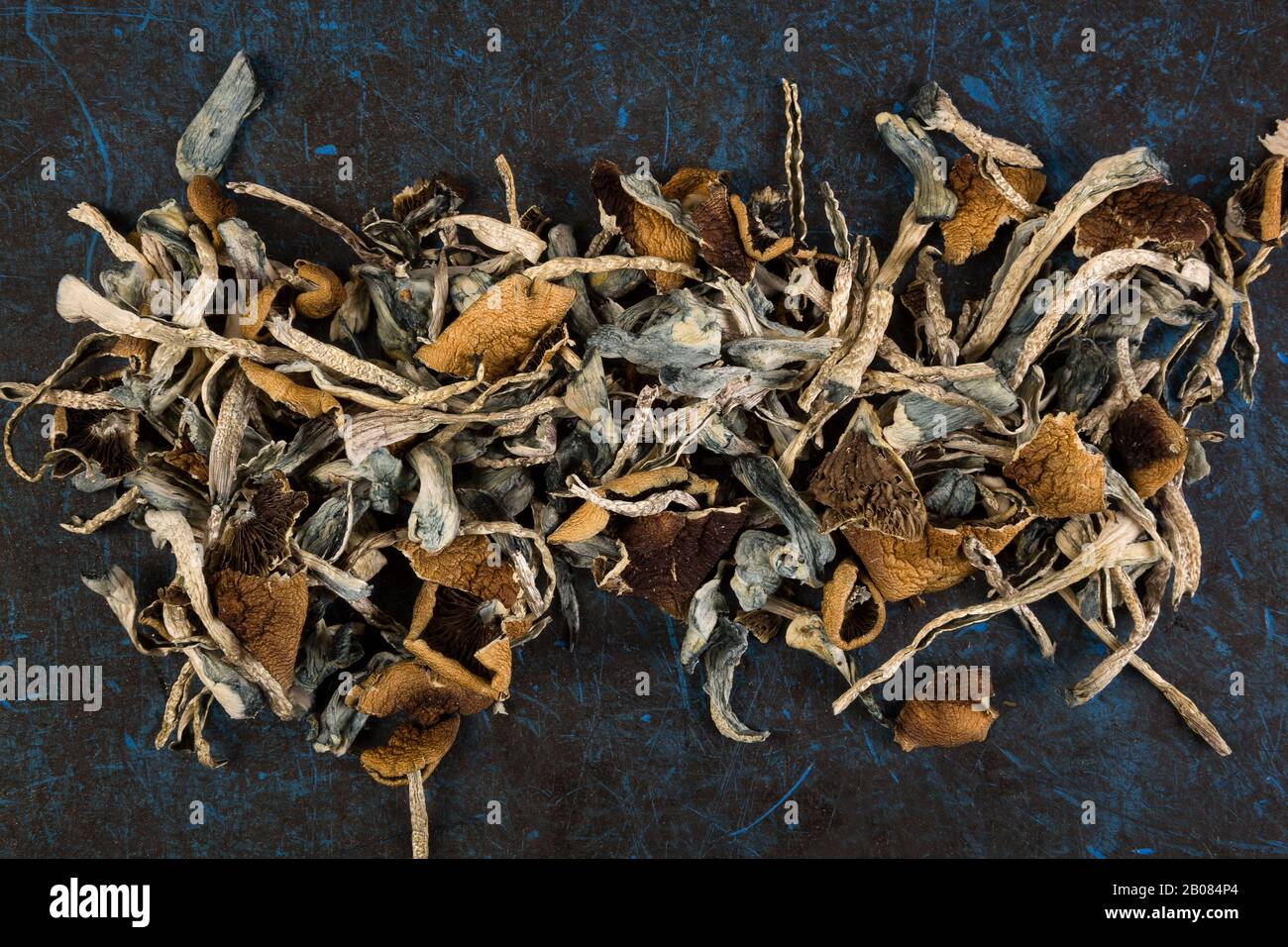 Champignons psilocybine séchés sur fond bleu, vue de dessus. Utilisation de médicaments thérapeutiques psychédéliques. Banque D'Images