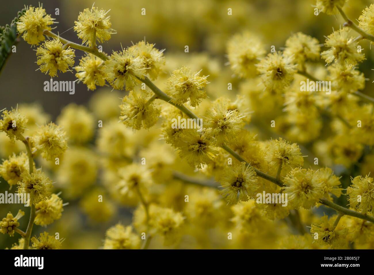 Détail des fleurs jaunes d'acacia dealbata en fleurs Banque D'Images