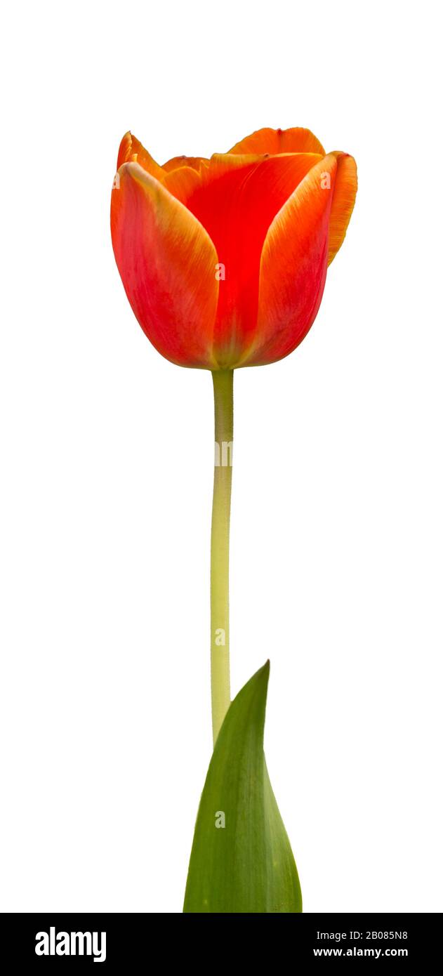 fleur de tulipe jaune d'orange unique avec tige et feuille isolées sur  blanc Photo Stock - Alamy