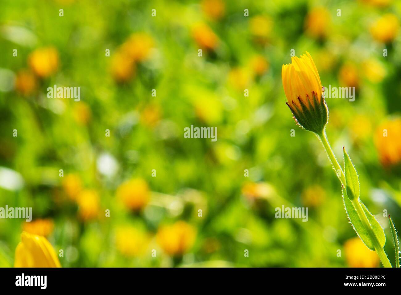 Magnifique Fard À Fleurs Jaune De Printemps, Herbe Verte Banque D'Images