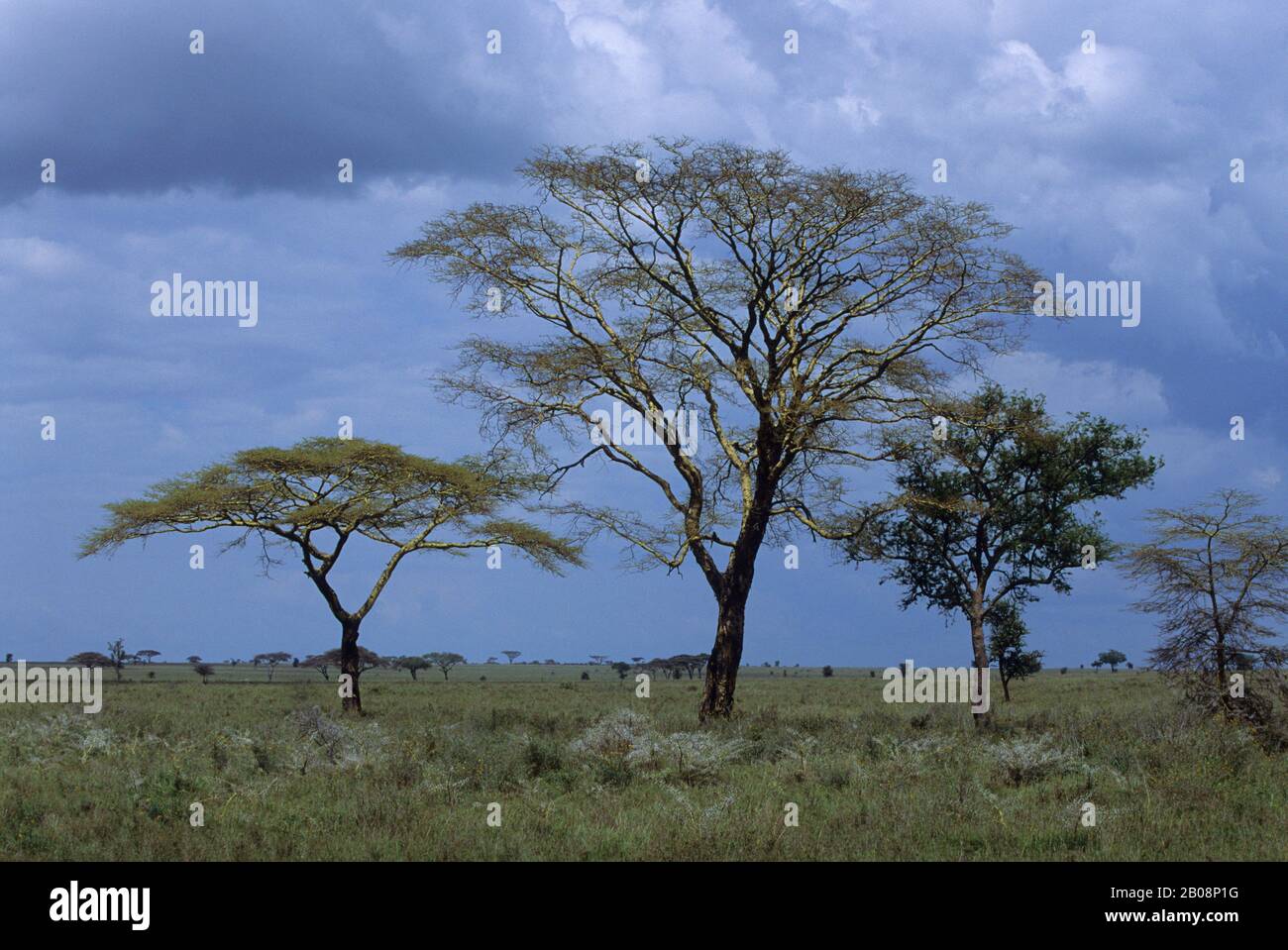 TANZANIE, SERENGETI, ACACIA DE FIÈVRE JAUNE (À GAUCHE); ACACIA PARAPLUIE (CTR);ARBRE À SAUCISSES (À DROITE), NUAGES DE PLUIE Banque D'Images