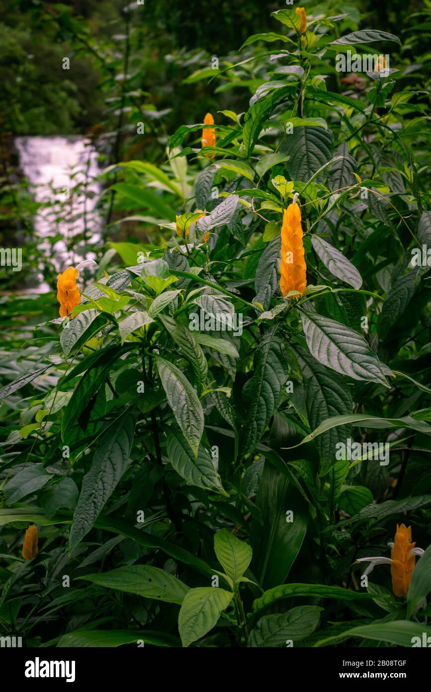 Fleurs Jaunes Tropicales Avec Chute D'Eau En Arrière-Plan Hawaï Banque D'Images