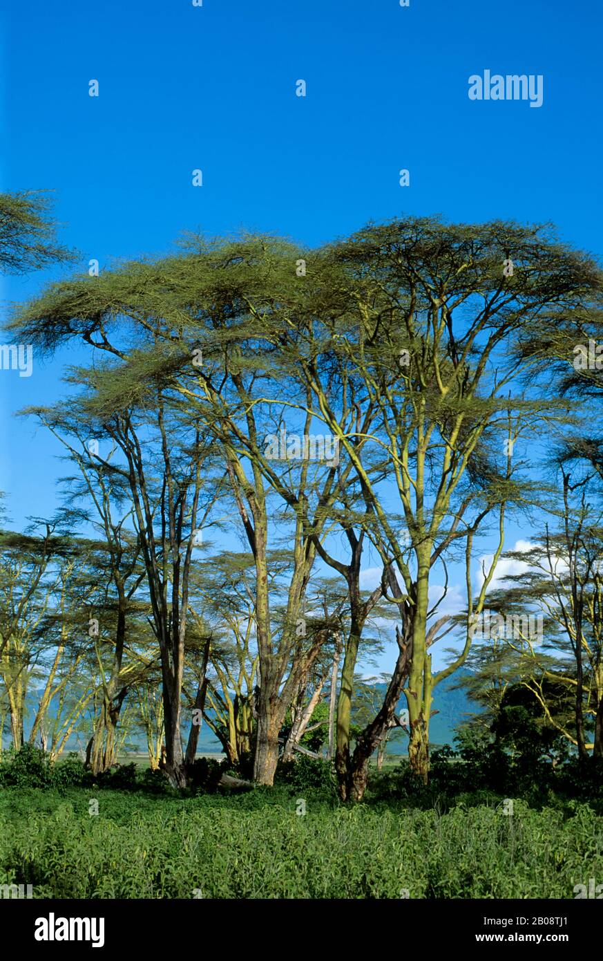 TANZANIE, CRATÈRE DE NGORONGORO, ARBRE DE FIÈVRE JAUNE (ACACIA) Banque D'Images