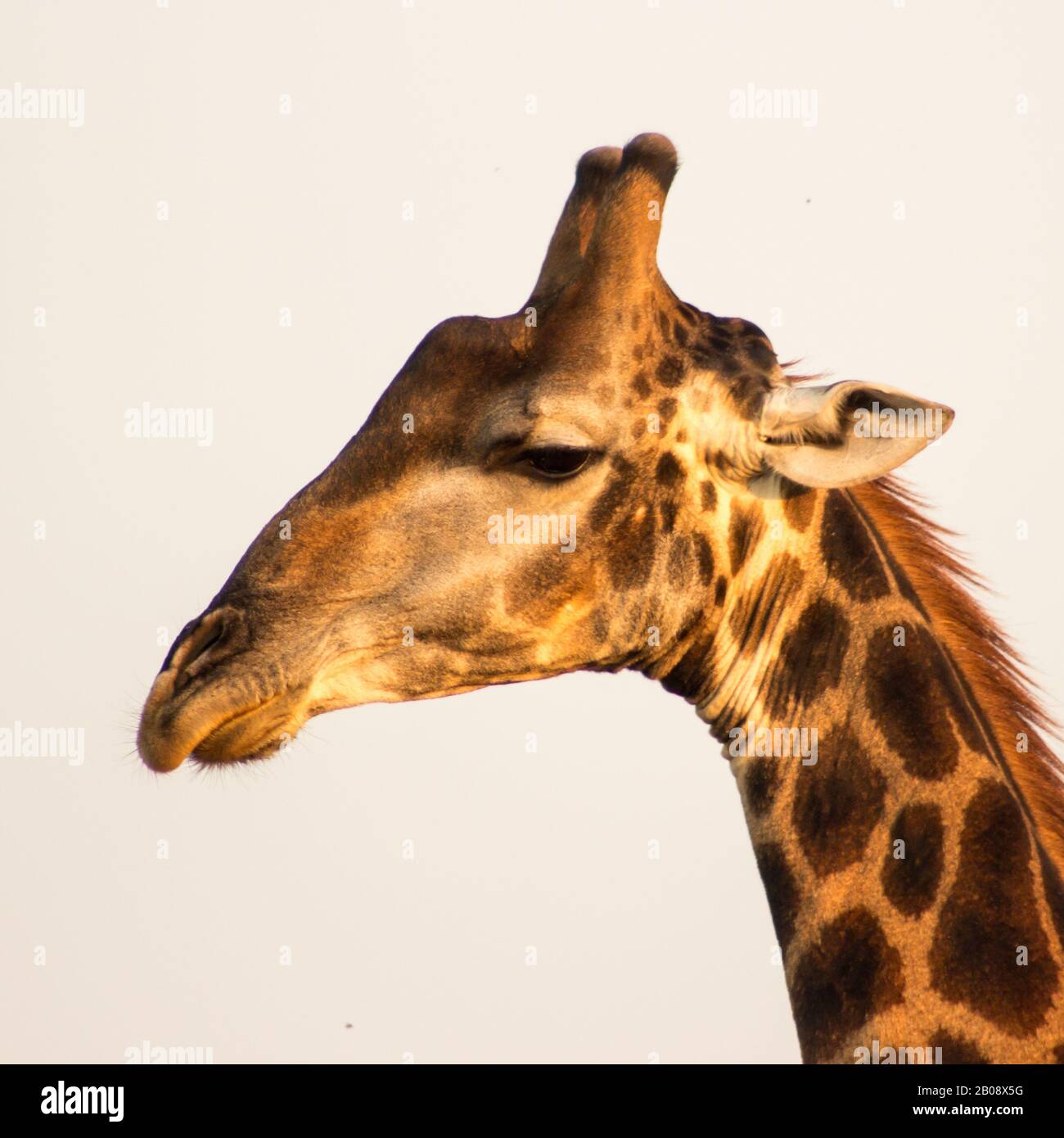 Vue de profil de la tête d'une girafe du sud, giraffa camelopardalis, au soleil de la fin de l'après-midi, dans le Parc National Kruger, Afrique du Sud Banque D'Images