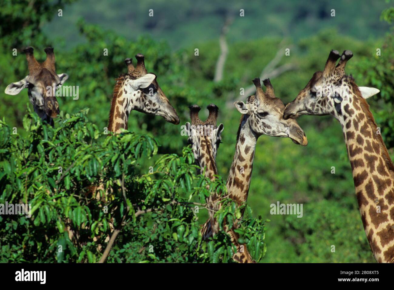 TANZANIE, GRANDE VALLÉE DU RIFT, LAC MANYARA, GIRAFES DE MASAI Banque D'Images