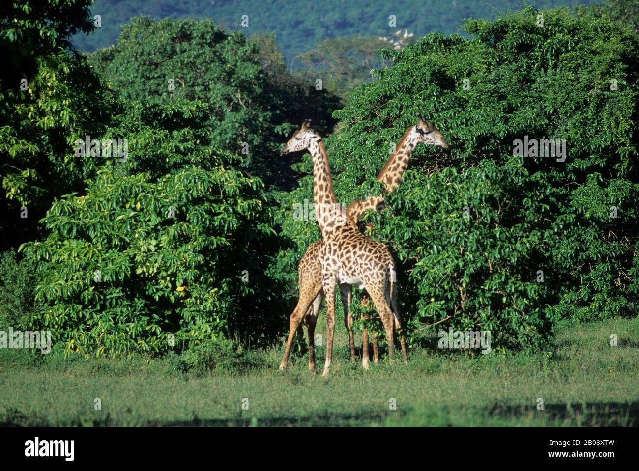 TANZANIE, GRANDE VALLÉE DU RIFT, LAC MANYARA, GIRAFES DE MASAI Banque D'Images