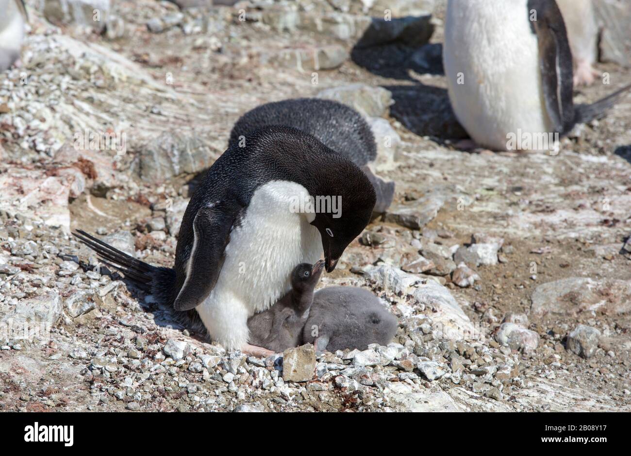 Adélie Penguin, Pygoscelis adeliae nichant sur l'île du diable, dans le groupe de l'île James Ross au large de la pointe nord-est de la péninsule antarctique. Banque D'Images