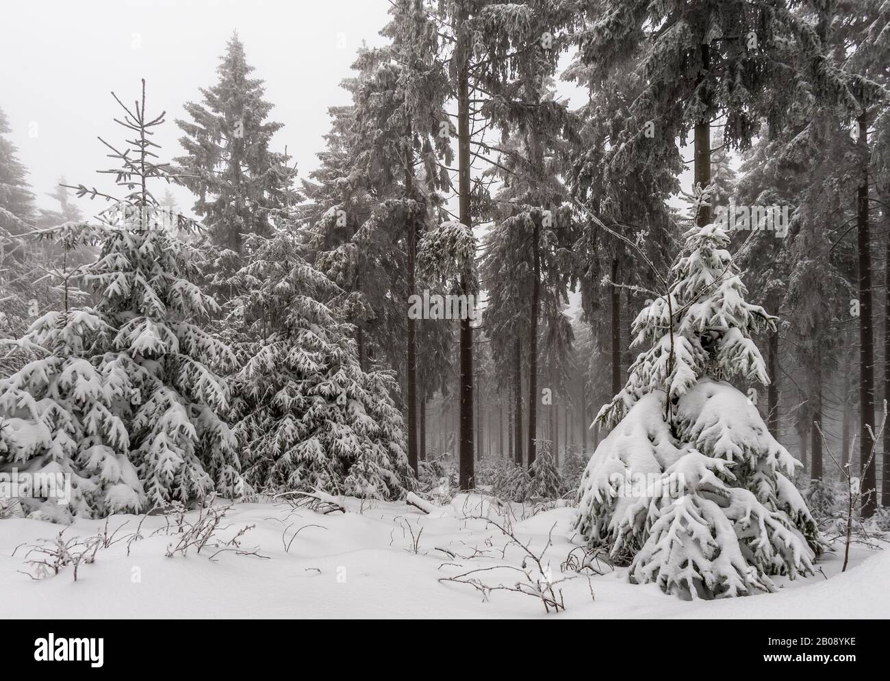 vue mystique sur une forêt hivernale malteuse Banque D'Images