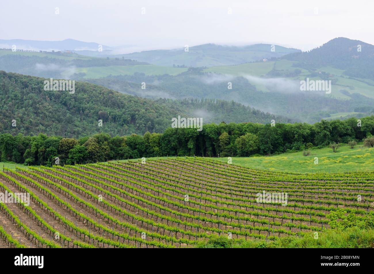 Les collines vallonnées de Toscane, Italie avec un vignoble en premier plan et des montagnes bordées d'arbres au loin. Banque D'Images
