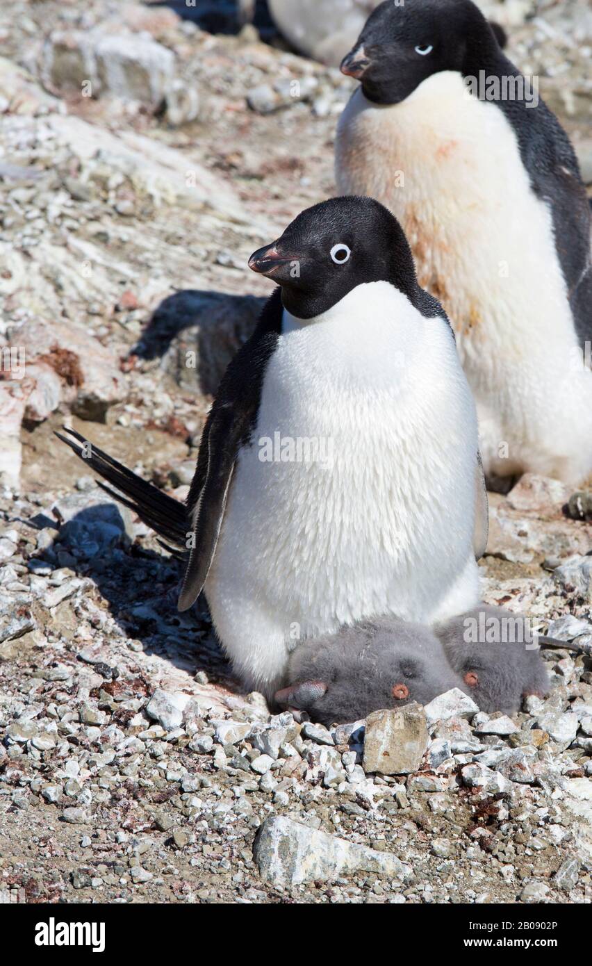 Adélie Penguin, Pygoscelis adeliae avec des poussins récemment hachés dans le nid sur l'île du diable, dans le groupe de l'île James Ross au large de la pointe nord-est du Banque D'Images