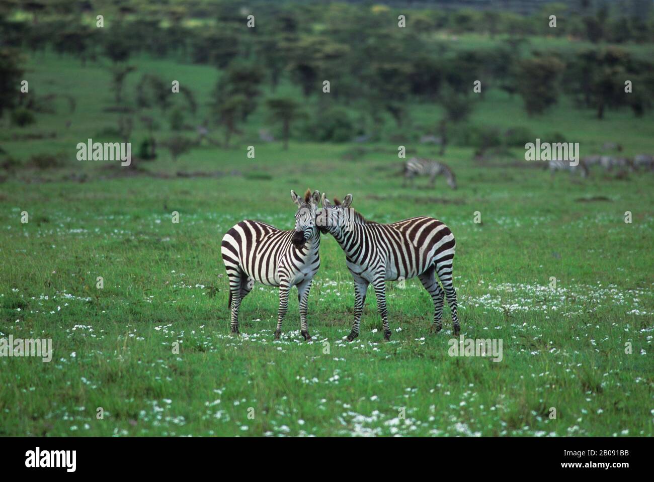 KENYA, MASAI MARA, ZÈBRES JOUANT, PAPIER DE GASPILLAGE FLEURS Banque D'Images