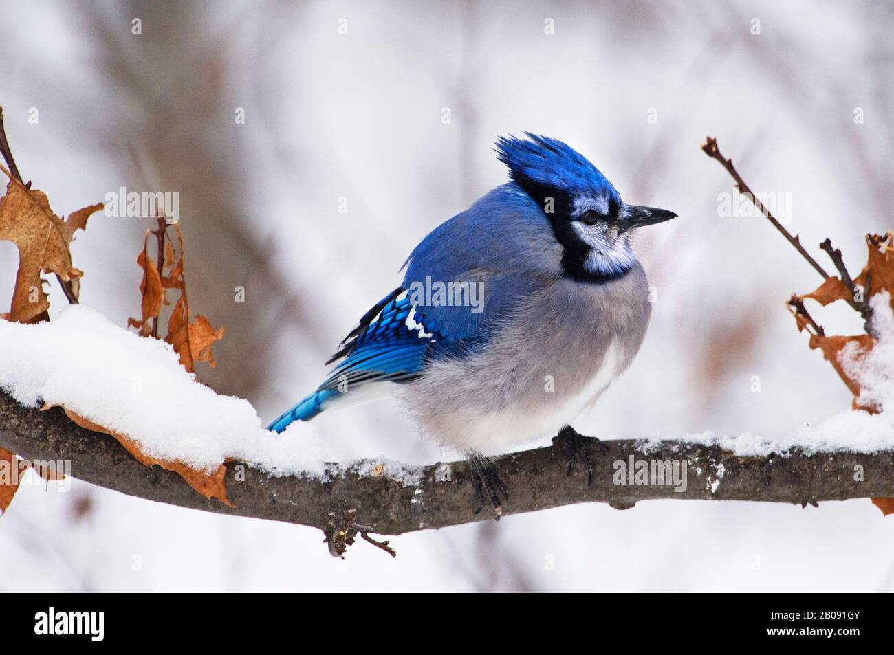 Bleu Jay. Cyanocitta cristata. Parc Provincial Algonquin, Ontario, Canada. Blue Jay perché sur la branche enneigée iin fin décembre. Banque D'Images