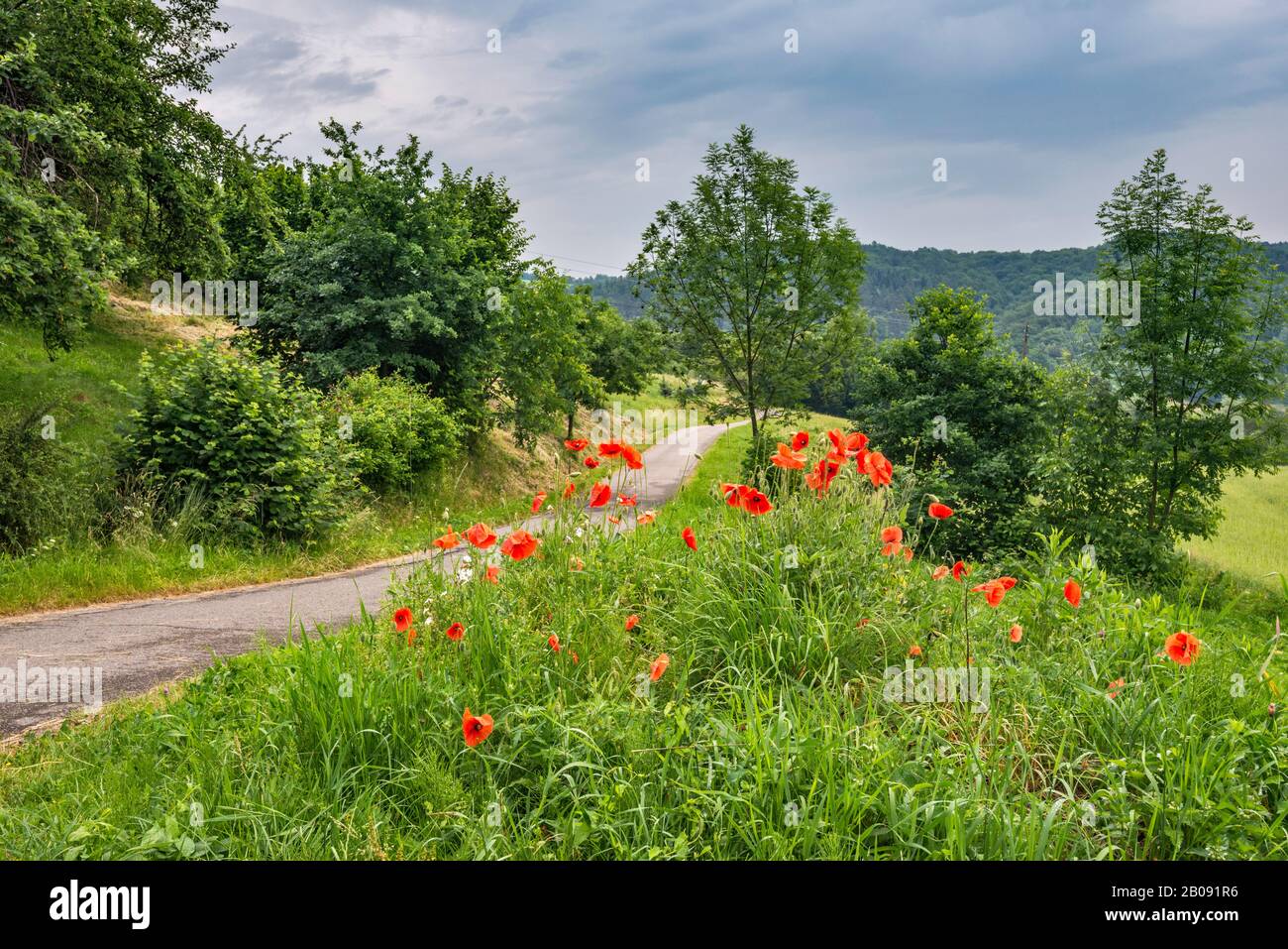Les coquelicots en fleurs, route locale, près du village de Melsztyn, Roznow Foothills, Malapolska, Pologne Banque D'Images