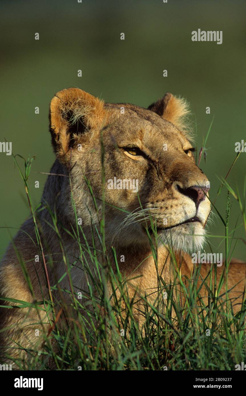 KENYA, MASAI MARA, PORTRAIT DE LIONNE EN HERBE Banque D'Images