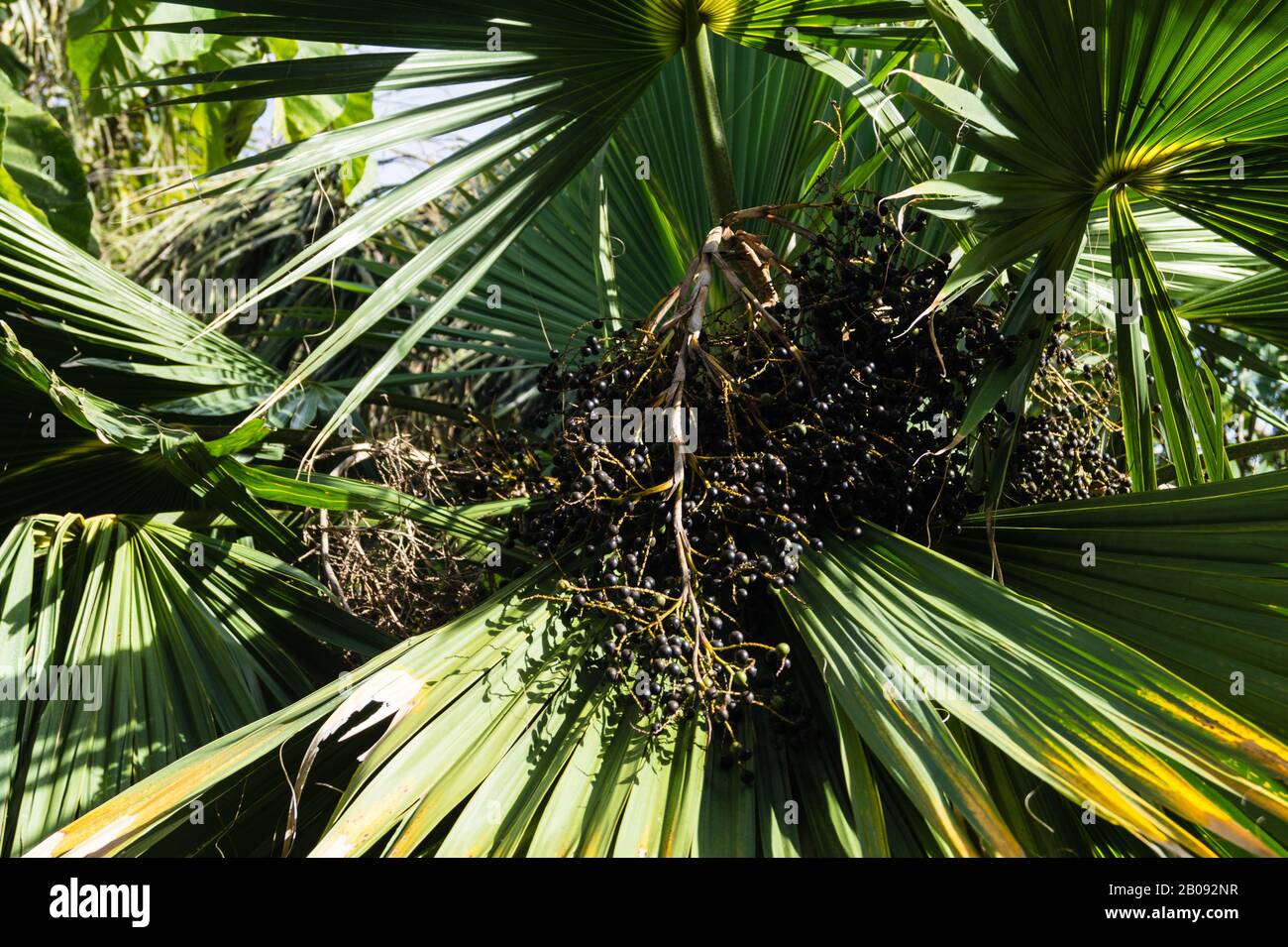 Palmier en espagne avec de nombreux fruits noirs Banque D'Images