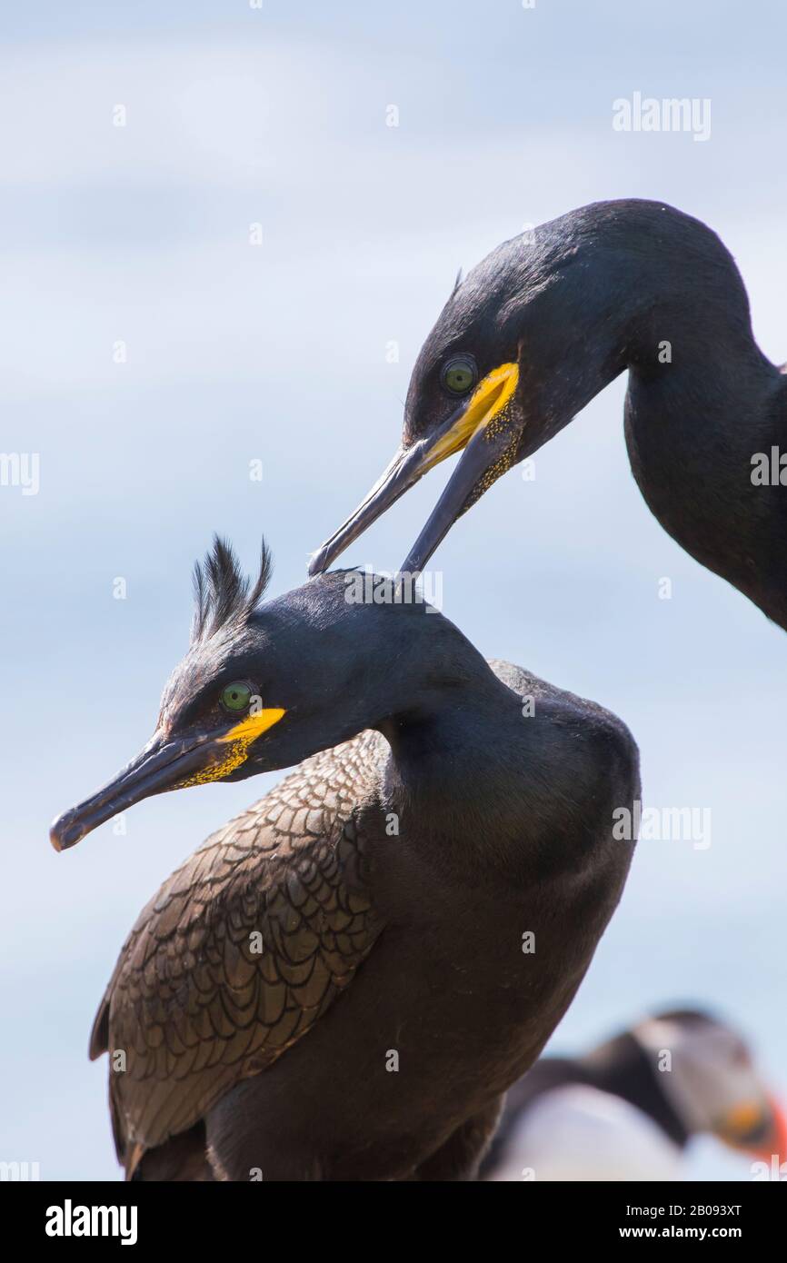 Portrait de deux cormorans huppés Banque D'Images