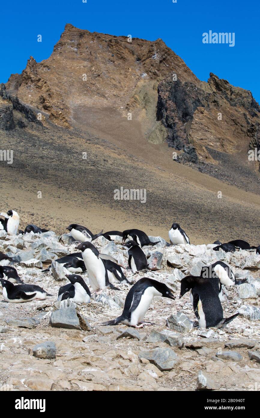Adélie Penguin, Pygoscelis adeliae nichant sur l'île du diable, dans le groupe de l'île James Ross au large de la pointe nord-est de la péninsule antarctique. Banque D'Images