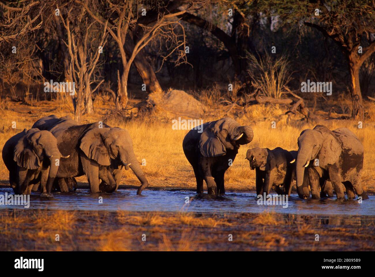 BOTSWANA, DELTA D'OKAVANGO, RÉSERVE NATURELLE DE MOREMI, TROUPEAU D'ÉLÉPHANTS, BOISSON Banque D'Images